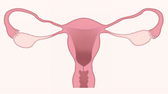 tcm cold uterus influences fertility menstruation
