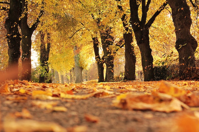 Autumn Season: 7 Tips to Balance Vata Dosha