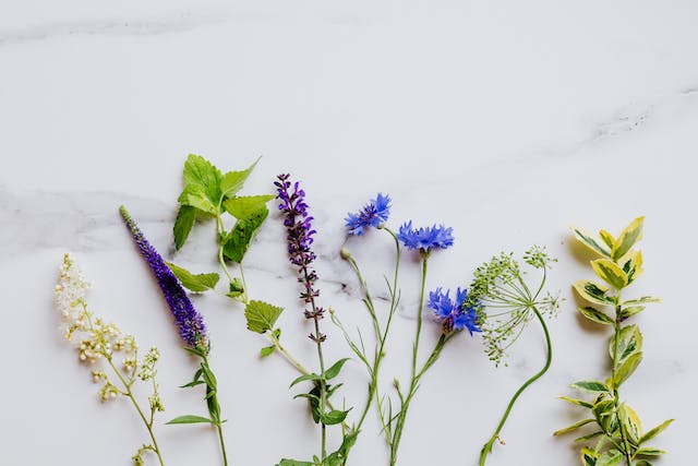 7 Medicinal Plants for Hormone Balance